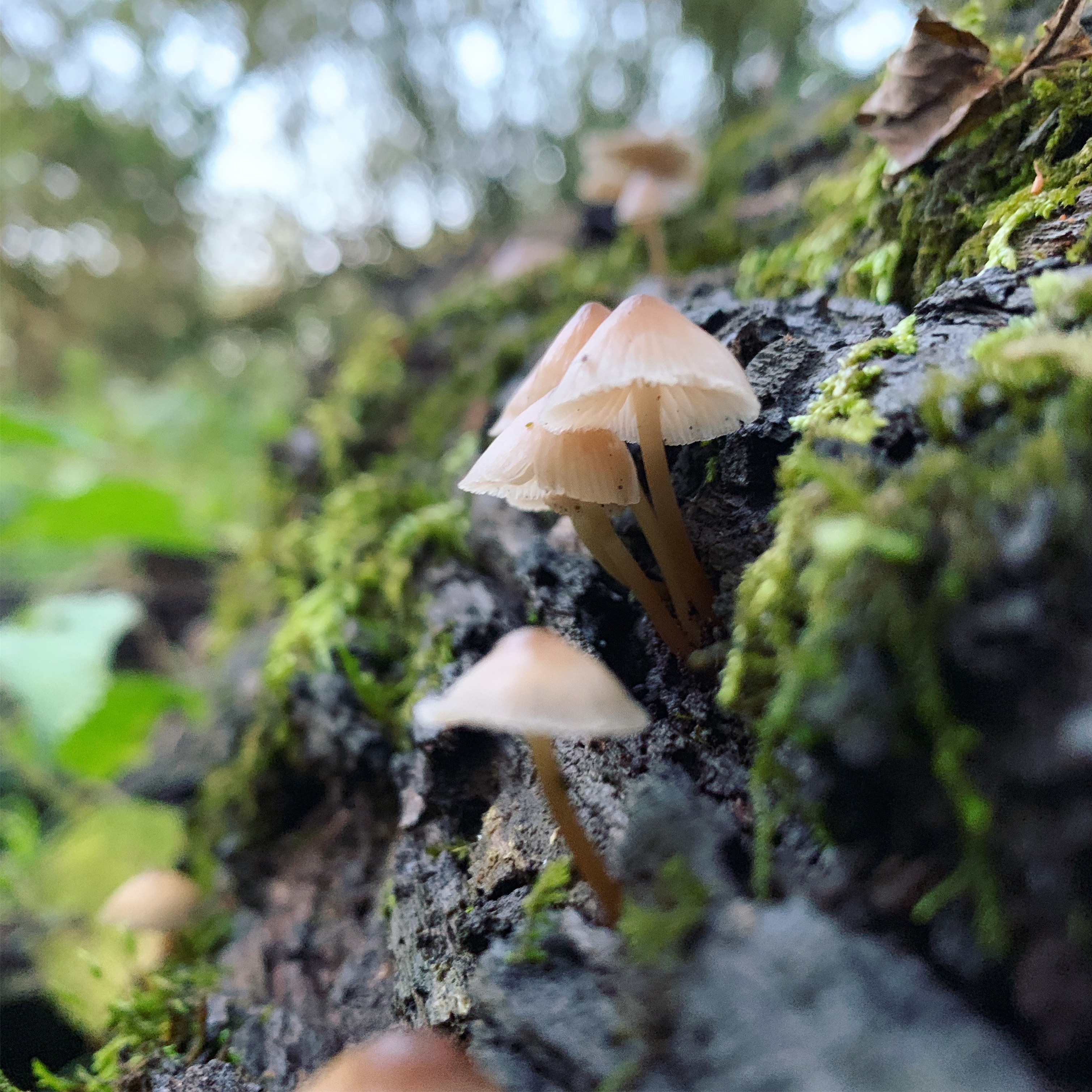 Mushroom